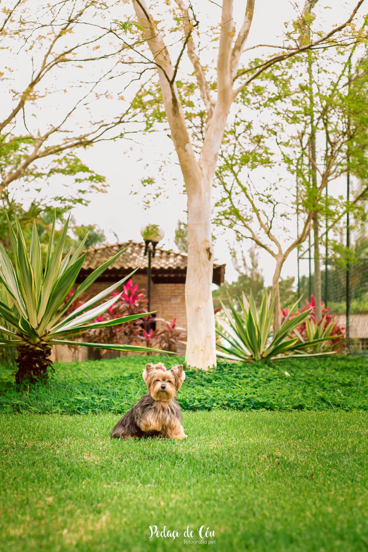Ensaio Pet no condomínio Belinha