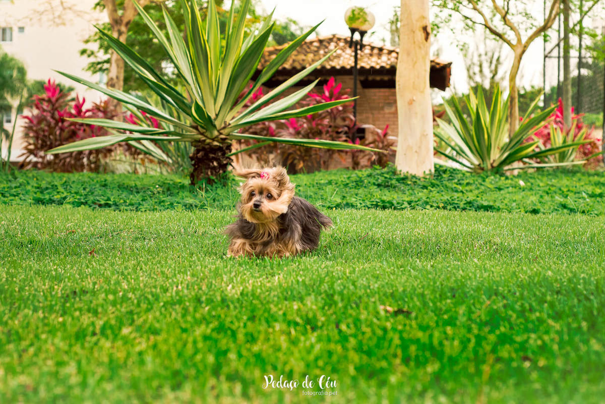 Ensaio Pet no condomínio Belinha