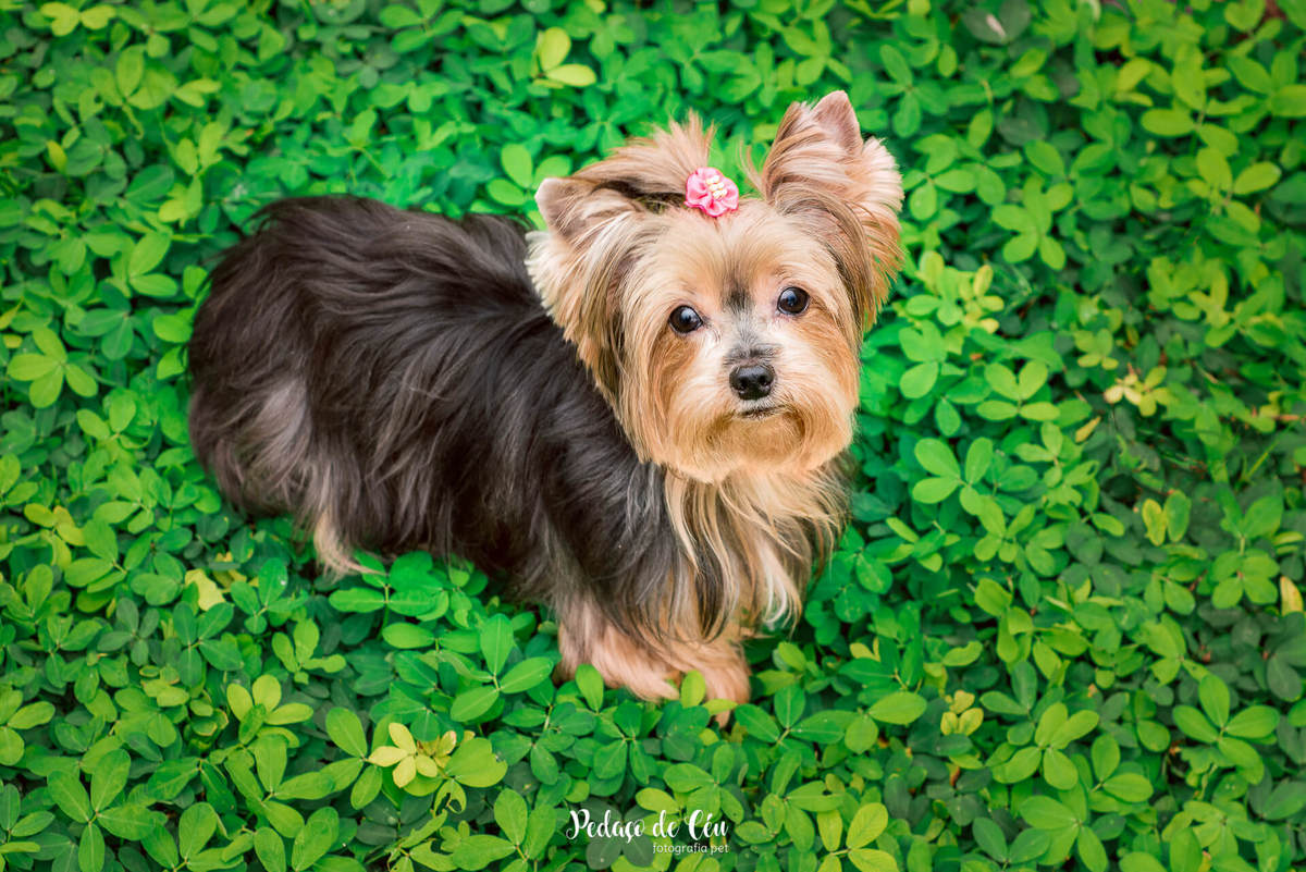 Ensaio Pet no condomínio Belinha