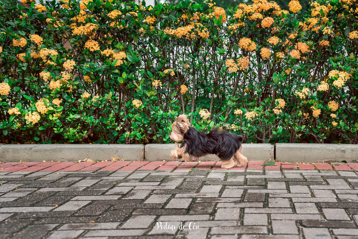 Ensaio Pet no consdomínio Belinha