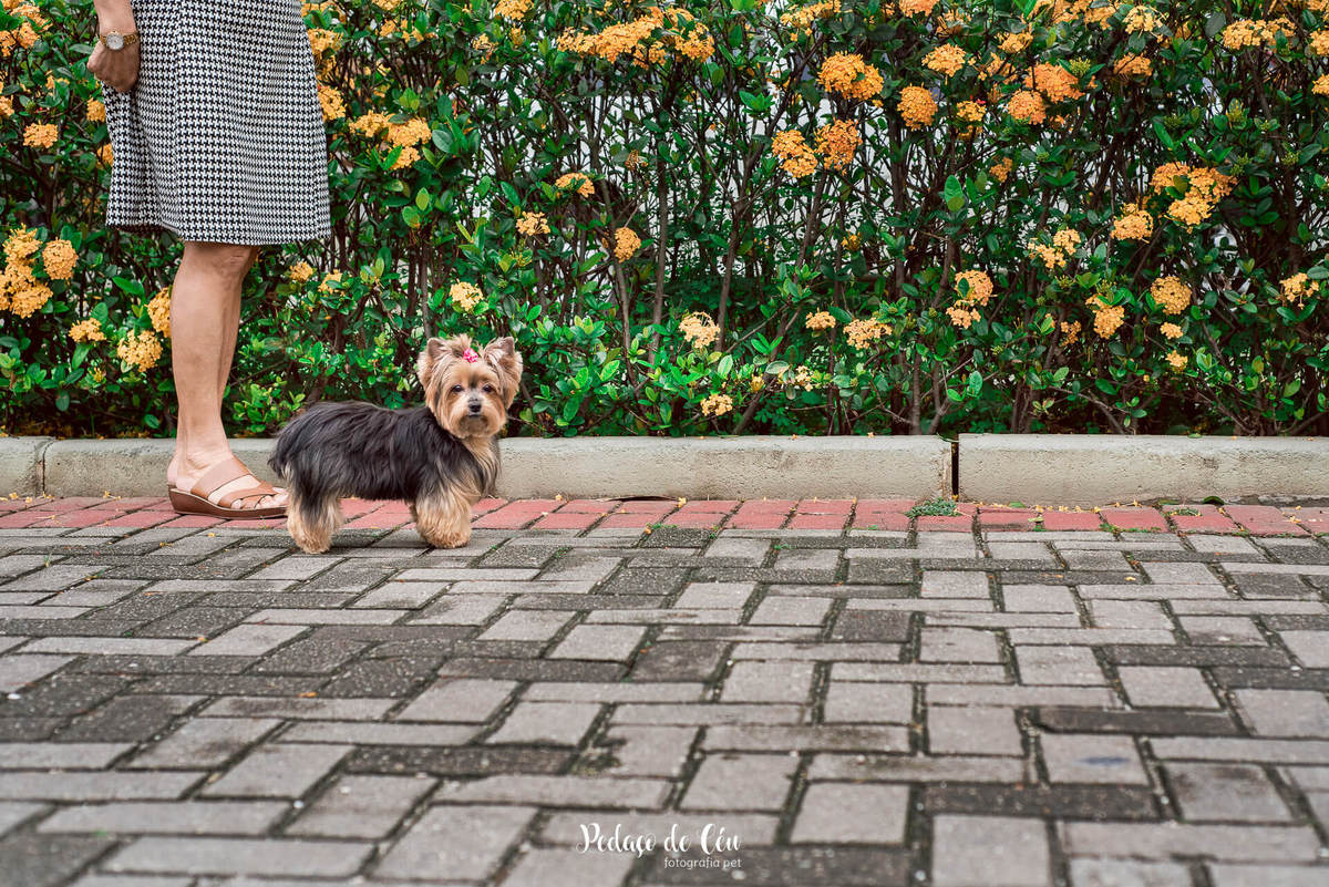 Ensaio Pet no condomínio Belinha