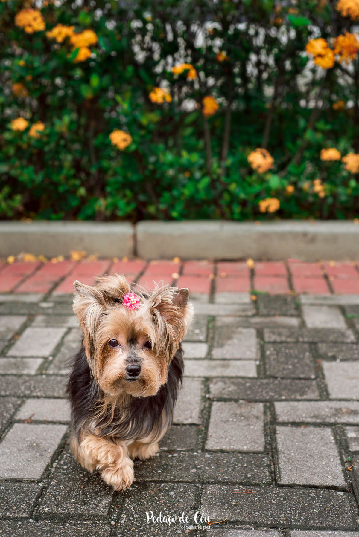 Ensaio Pet no condomínio Belinha