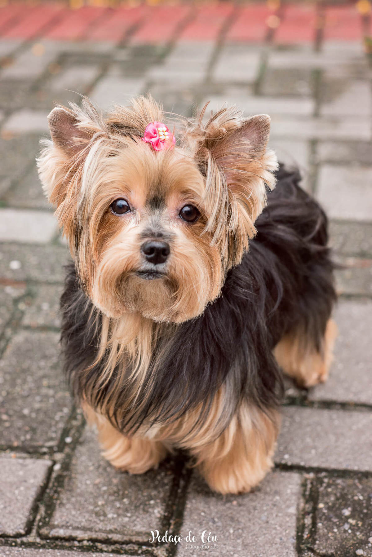 Ensaio Pet no condomínio Belinha