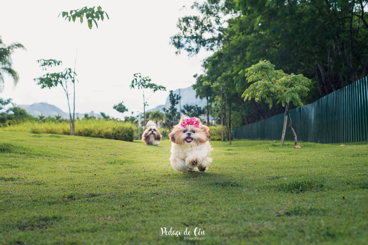 Ensaio pet no parque Rio 2