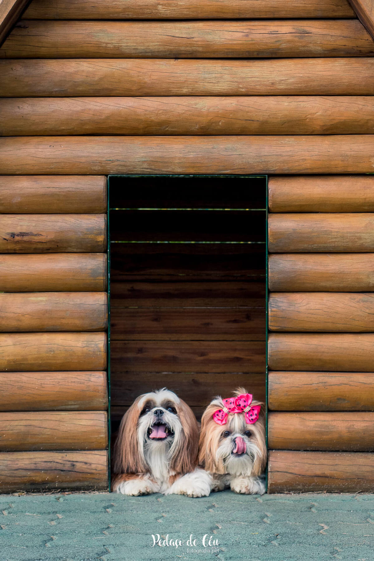 Ensaio pet no parque Rio 2