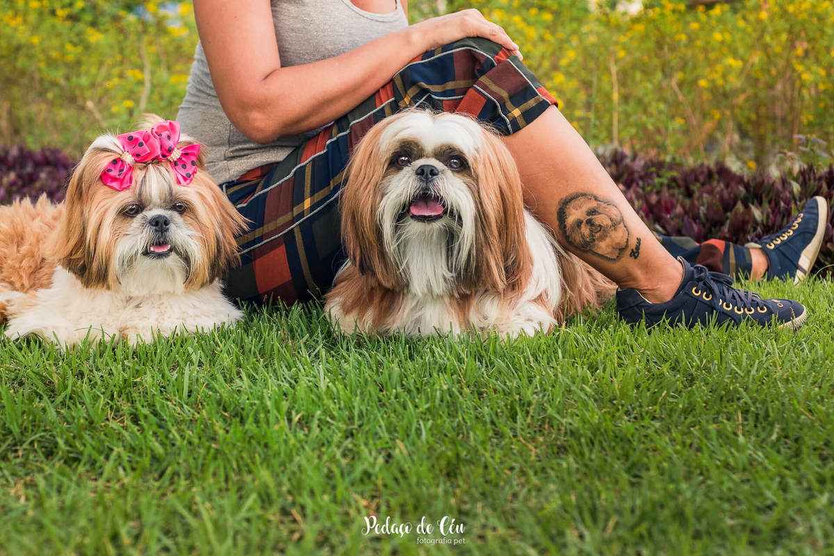 Ensaio pet família no parque Rio 2