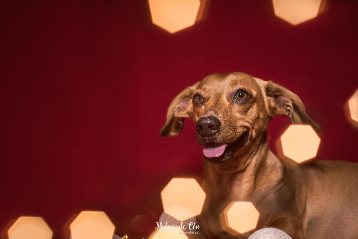 Ensaio pet de Natal
