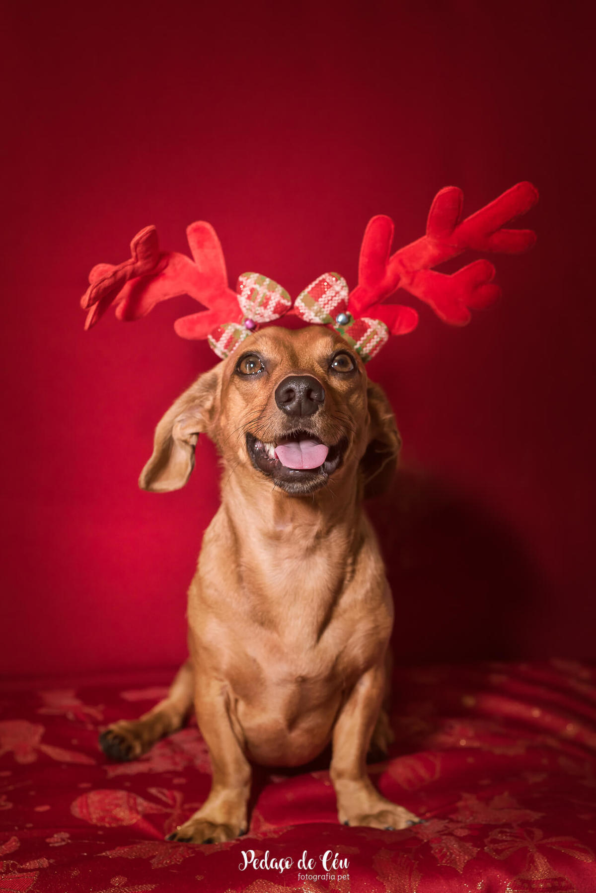 Ensaio pet de Natal