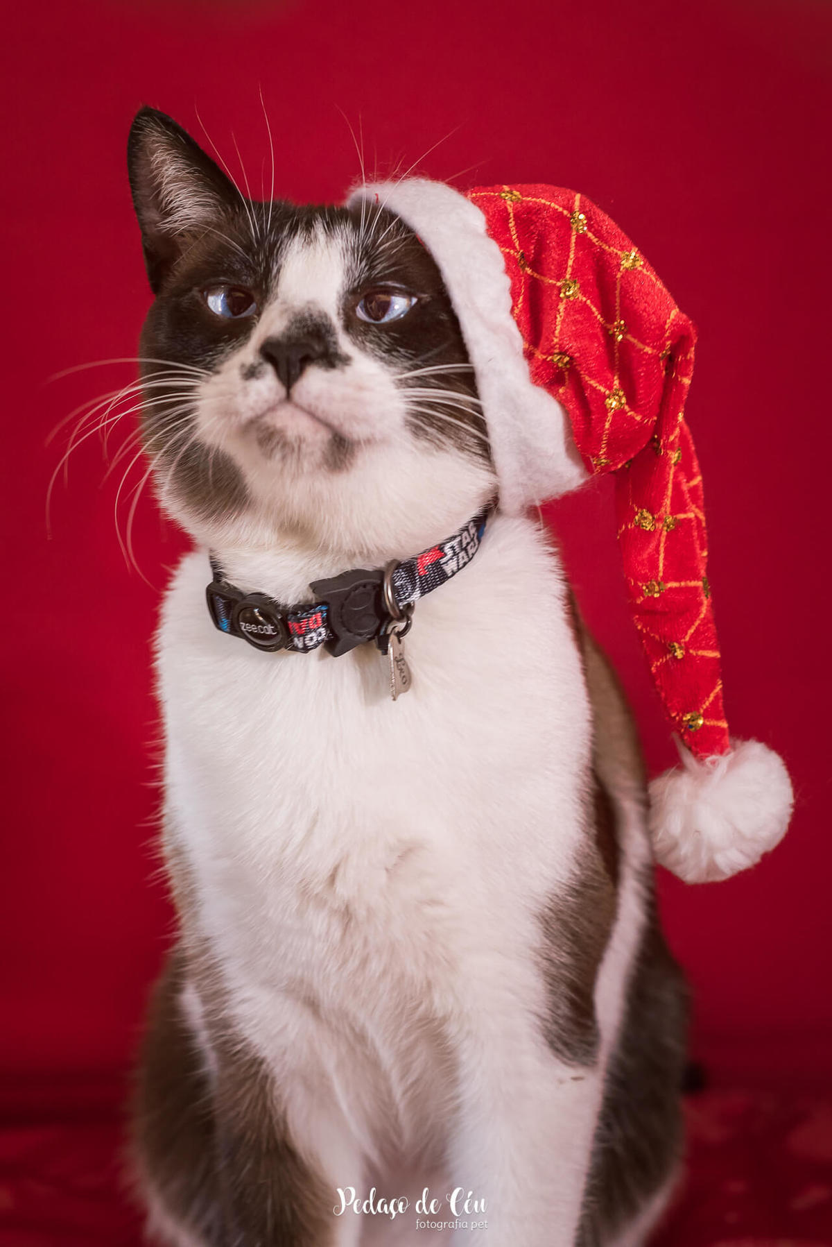 Ensaio pet de Natal
