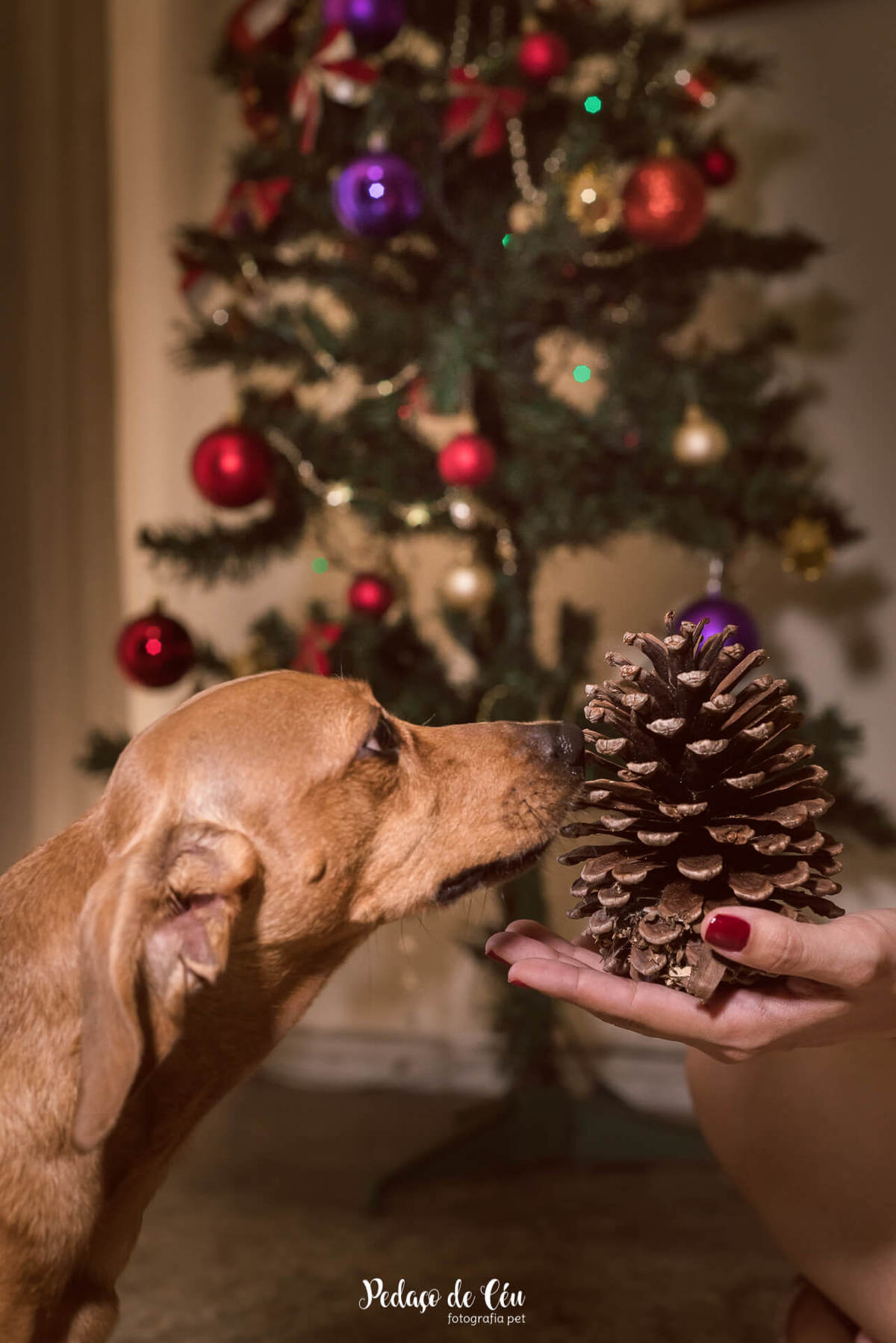 Ensaio pet de Natal