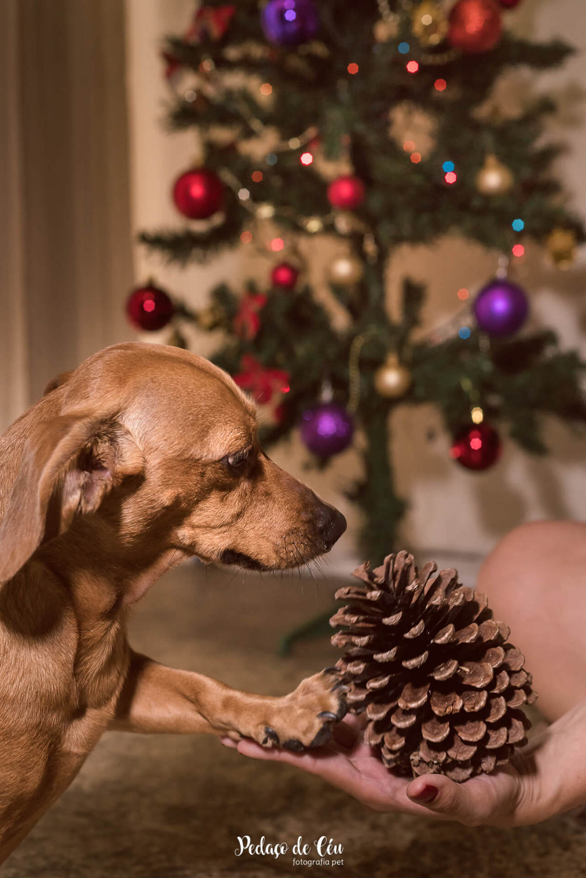 Ensaio pet de Natal