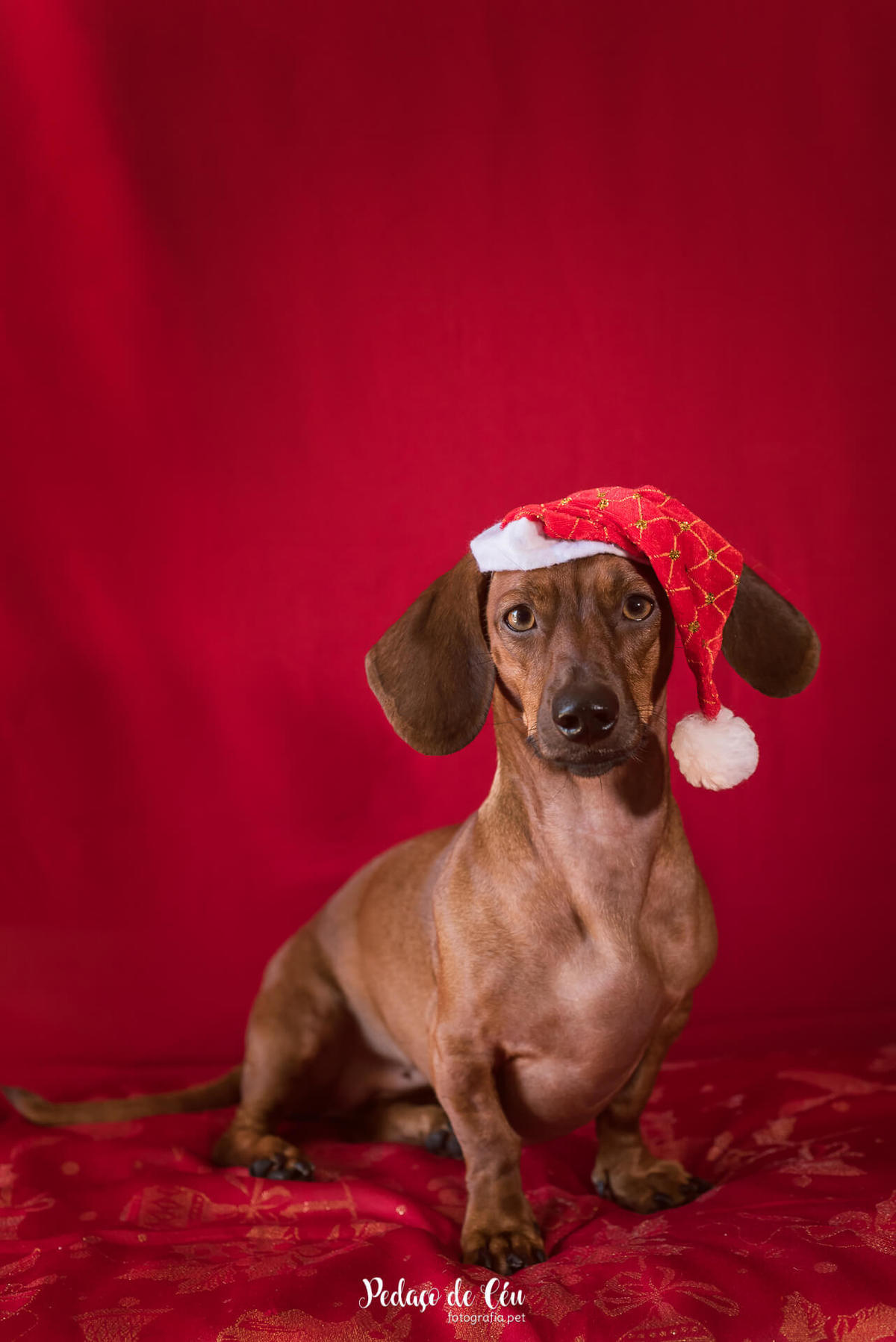 Ensaio pet de Natal