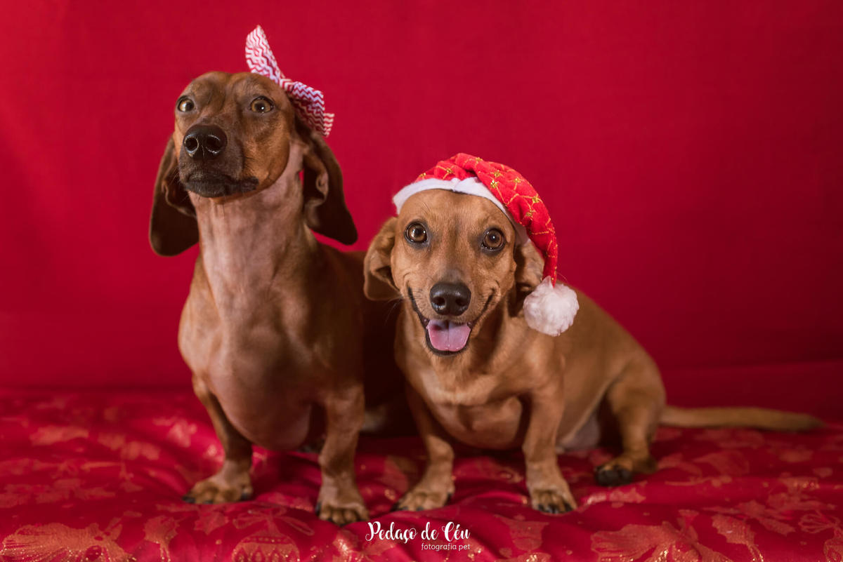 Ensaio pet de Natal