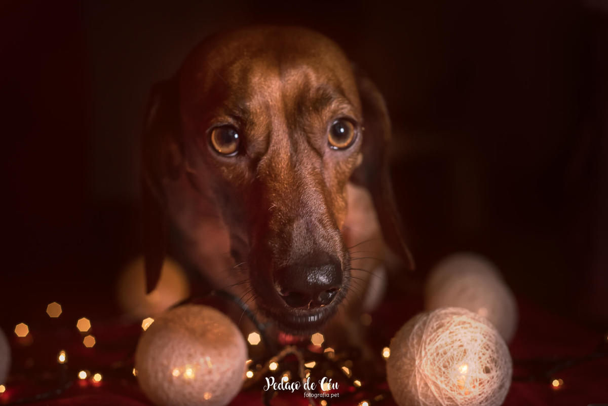 Ensaio pet de Natal