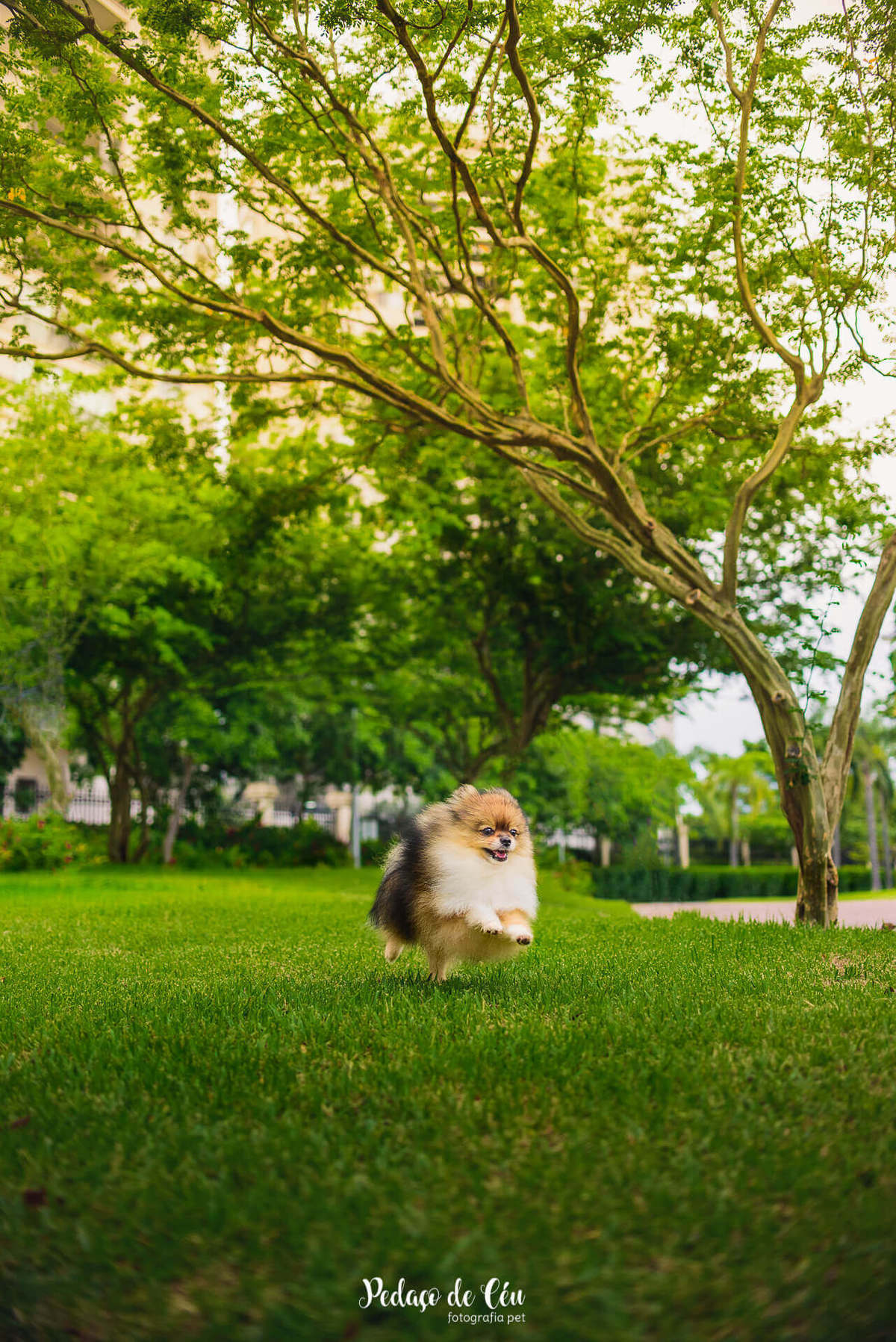 Ensaio pet no parque Rio 2
