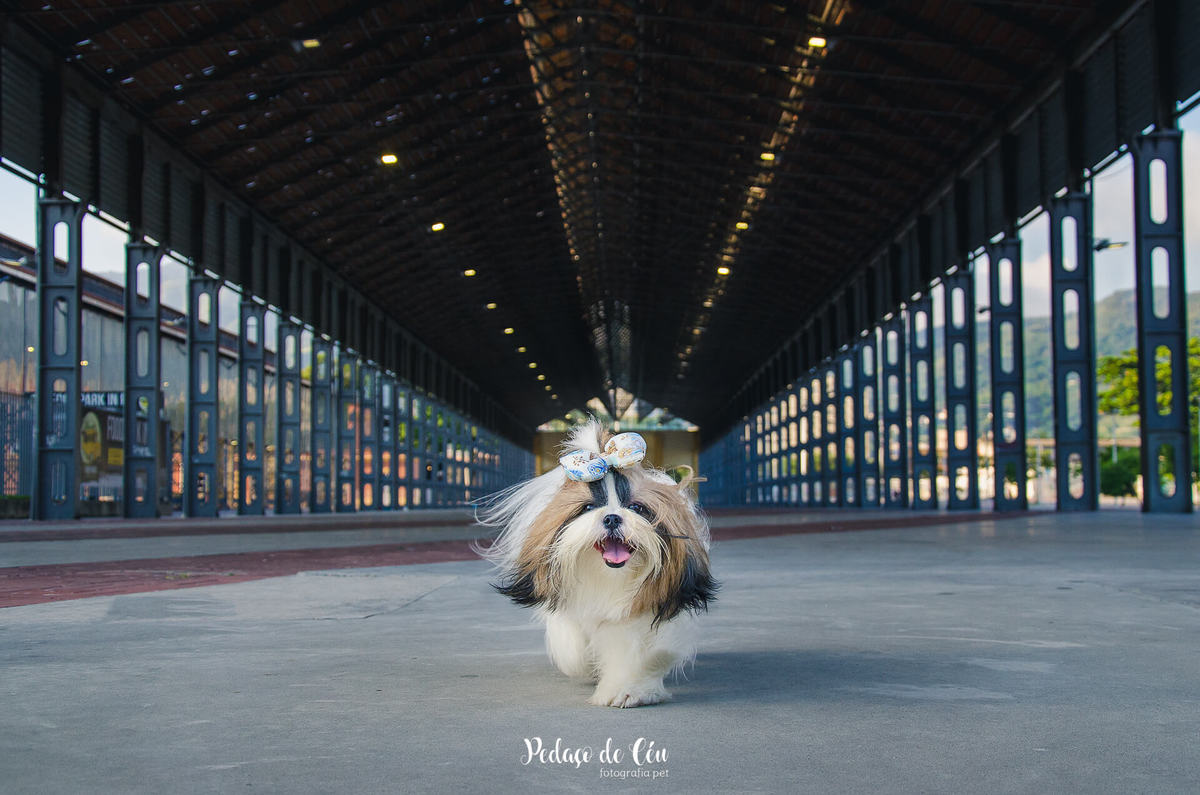 Ensaio pet Shihtzu