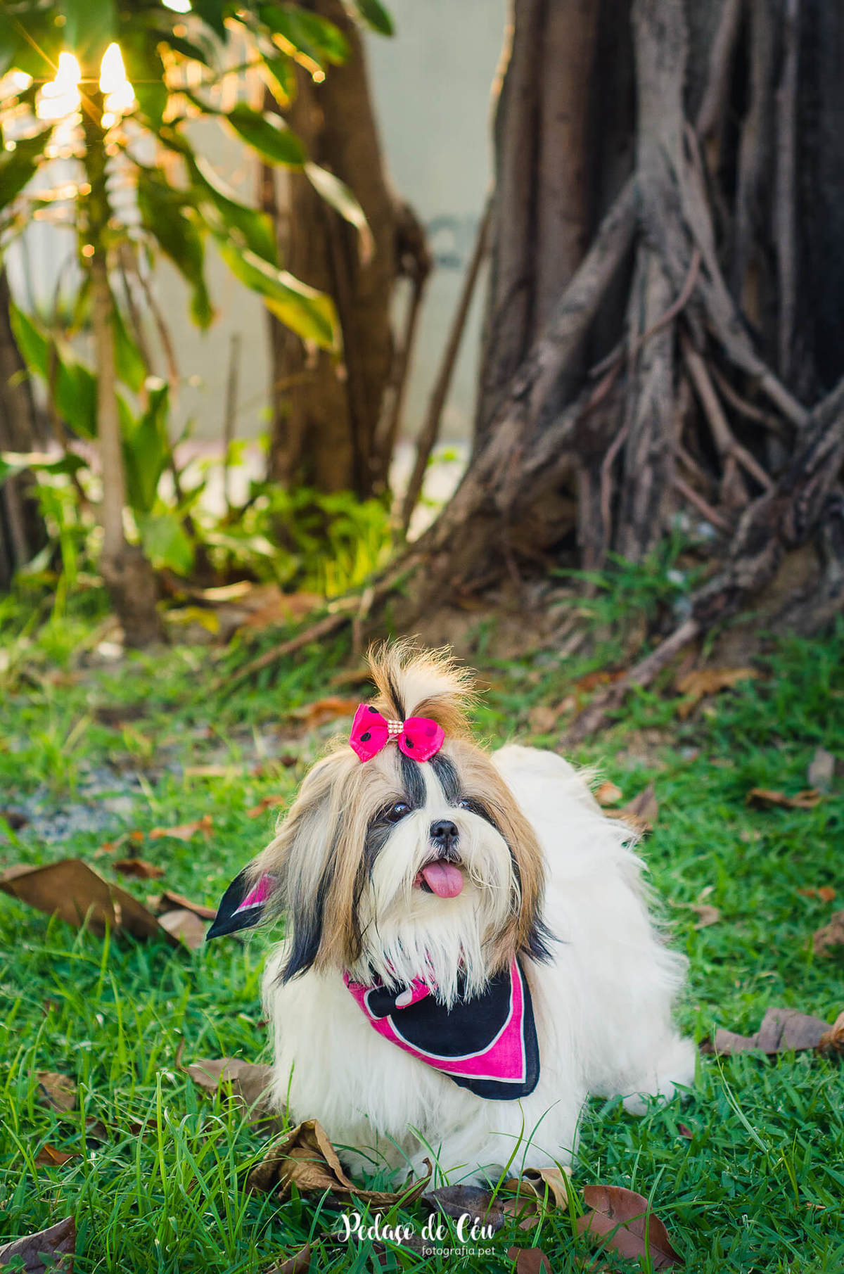 Ensaio pet Shihtzu