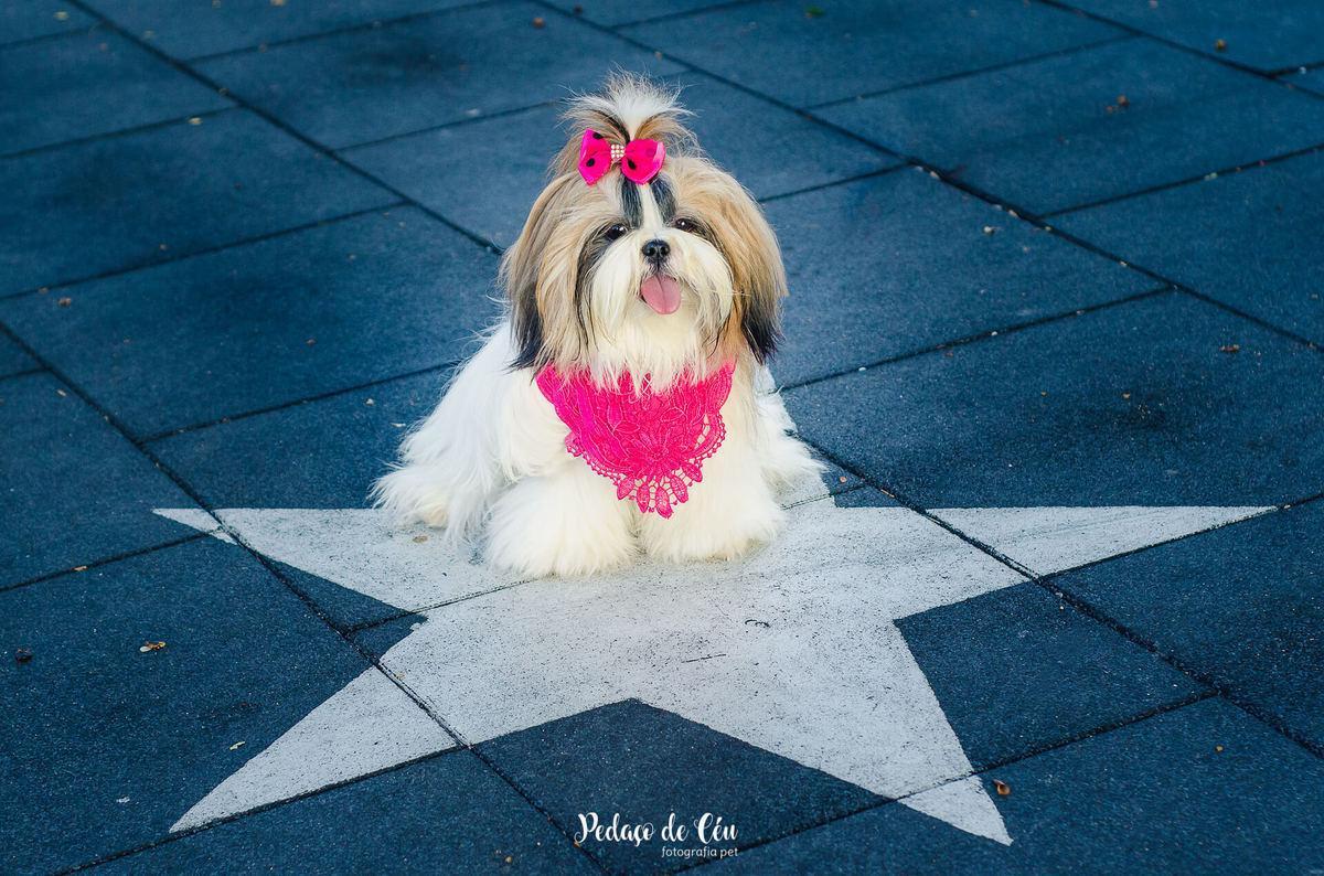 Ensaio pet Shihtzu
