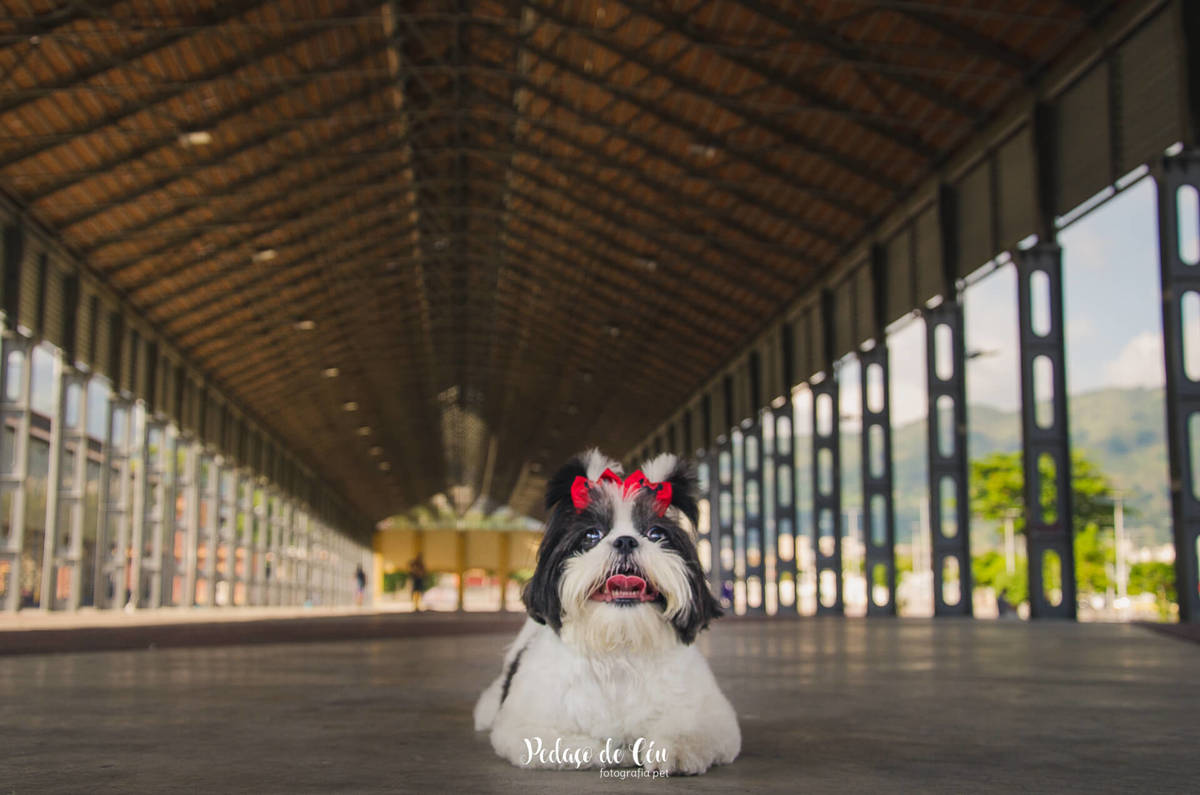 Ensaio pet Shihtzu