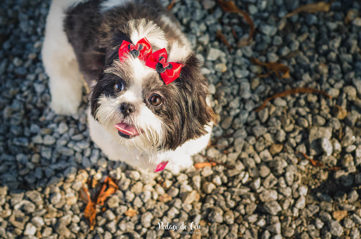 Ensaio pet Shihtzu