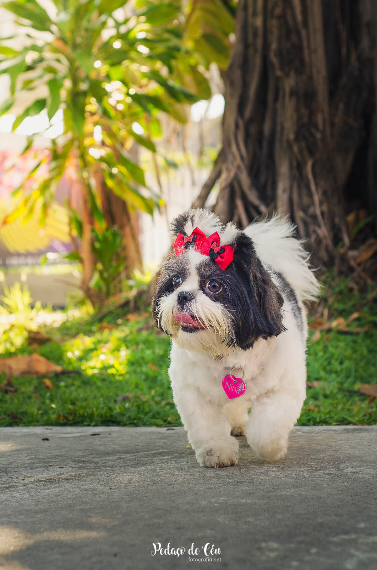 Ensaio pet Shihtzu