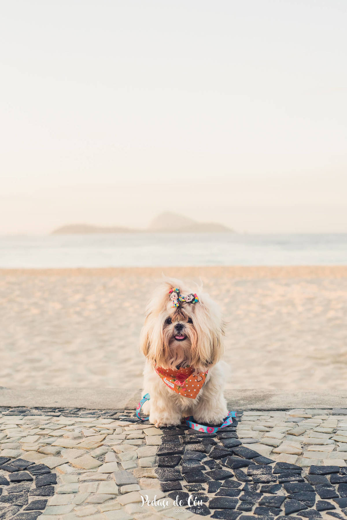 Ensaio pet na praia