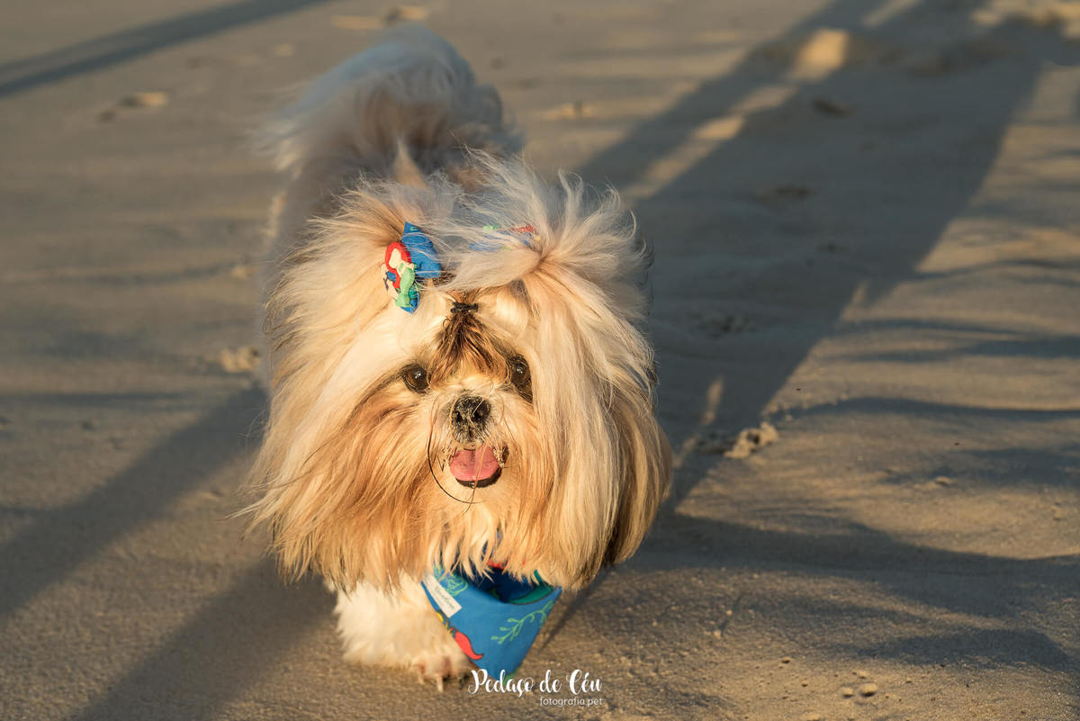 Ensaio pet na praia