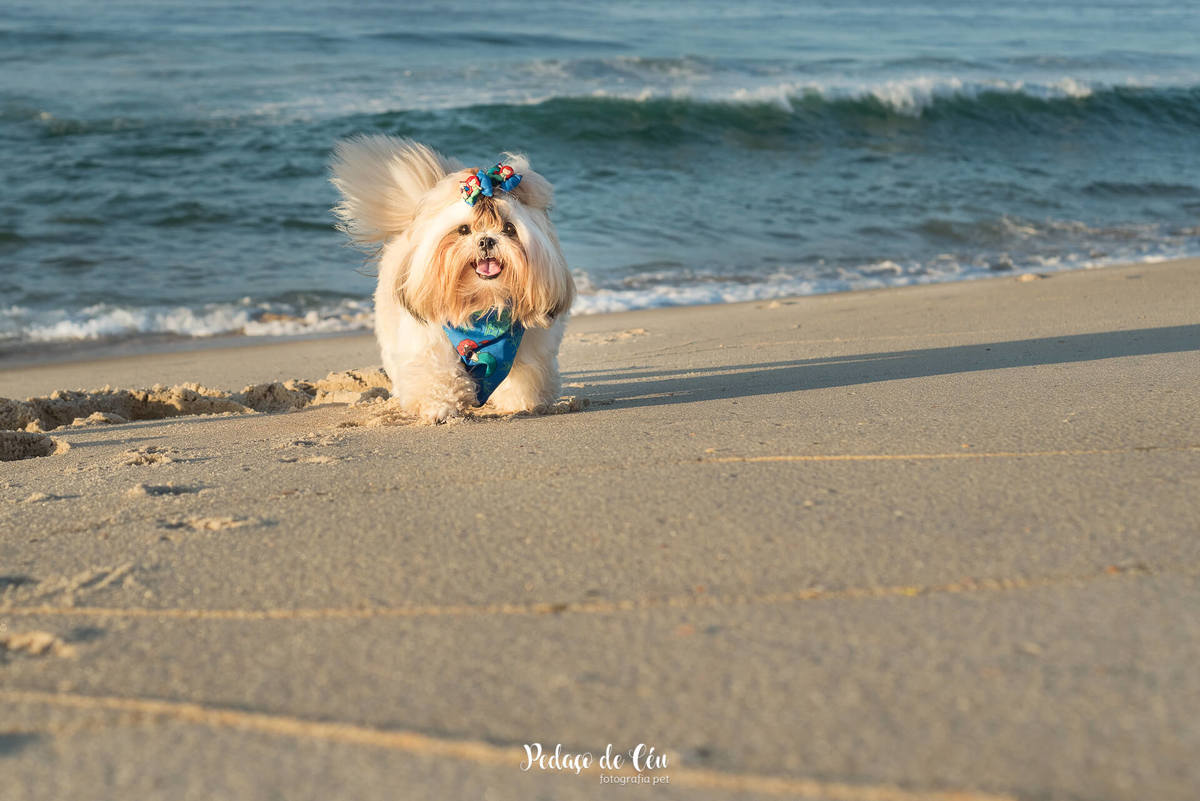 Ensaio pet na praia
