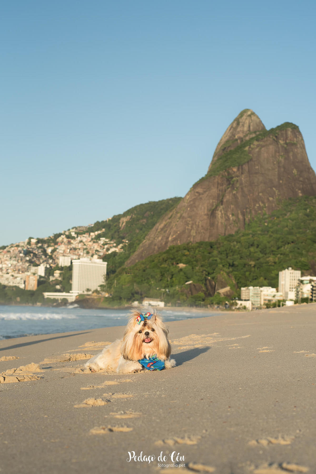 Ensaio pet na praia