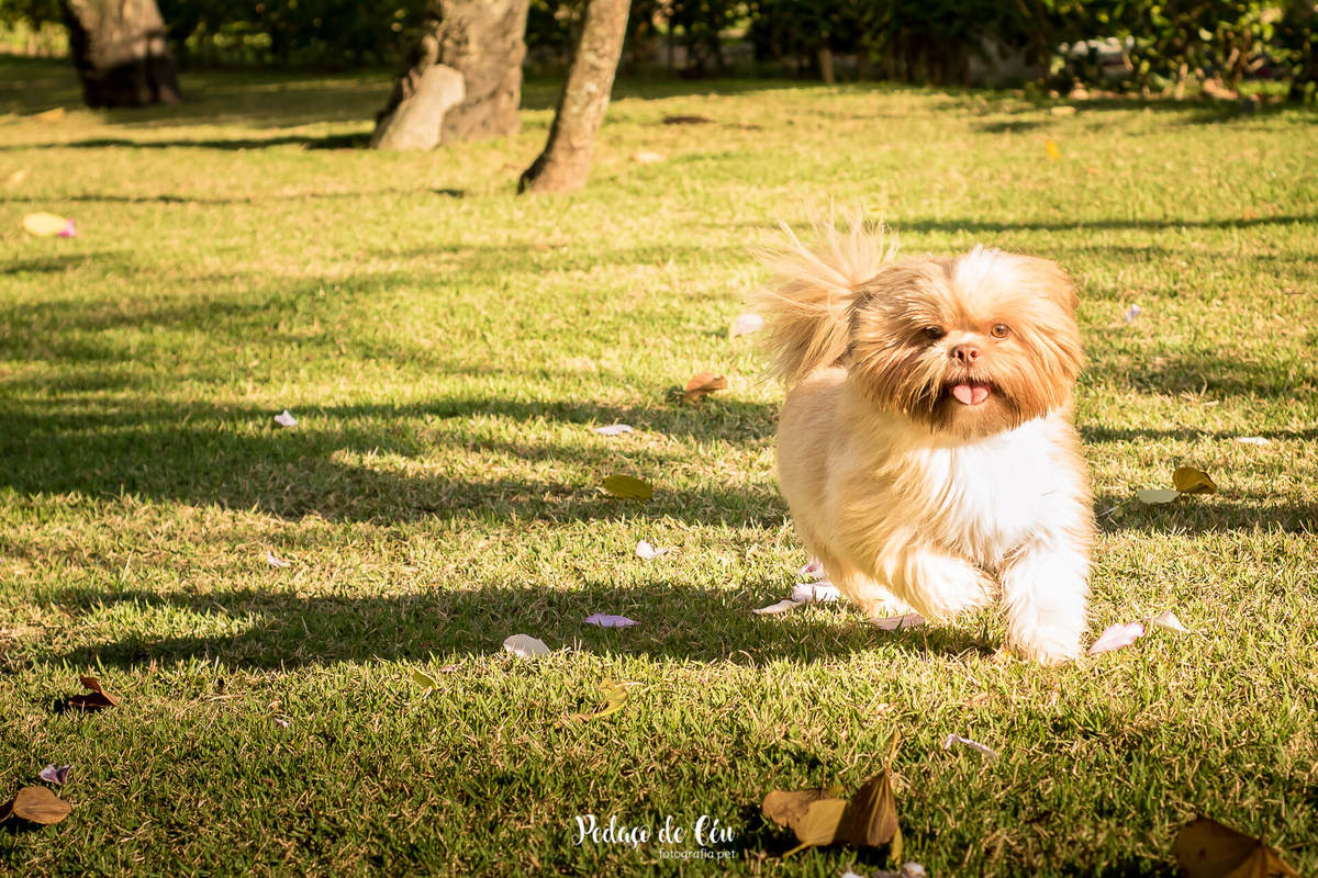 fotografia pet shihtzu