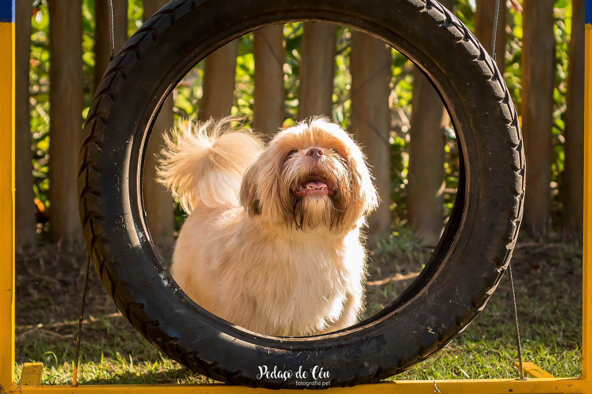 fotografia pet RJ shihtzu