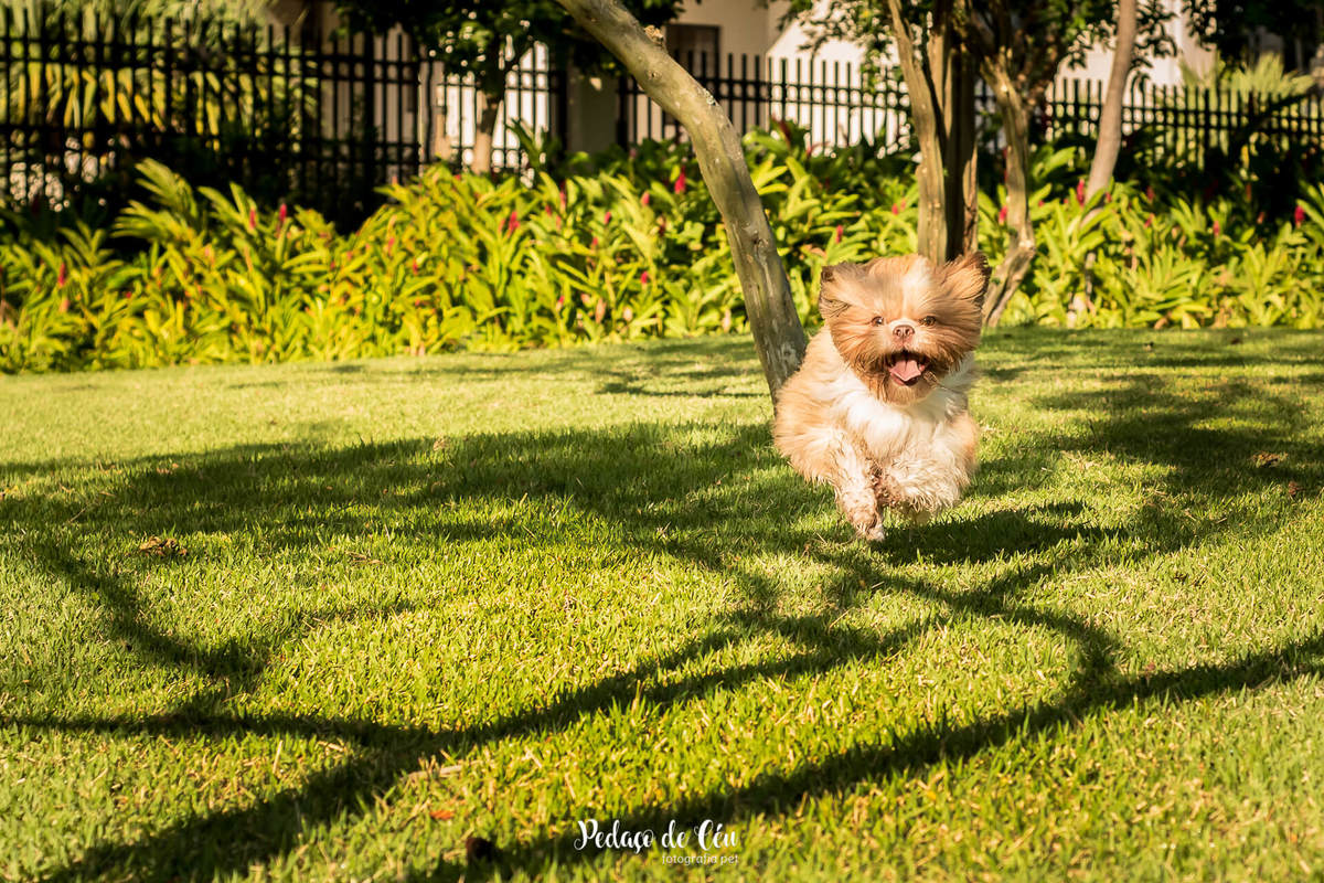 ensaio pet shihtzu