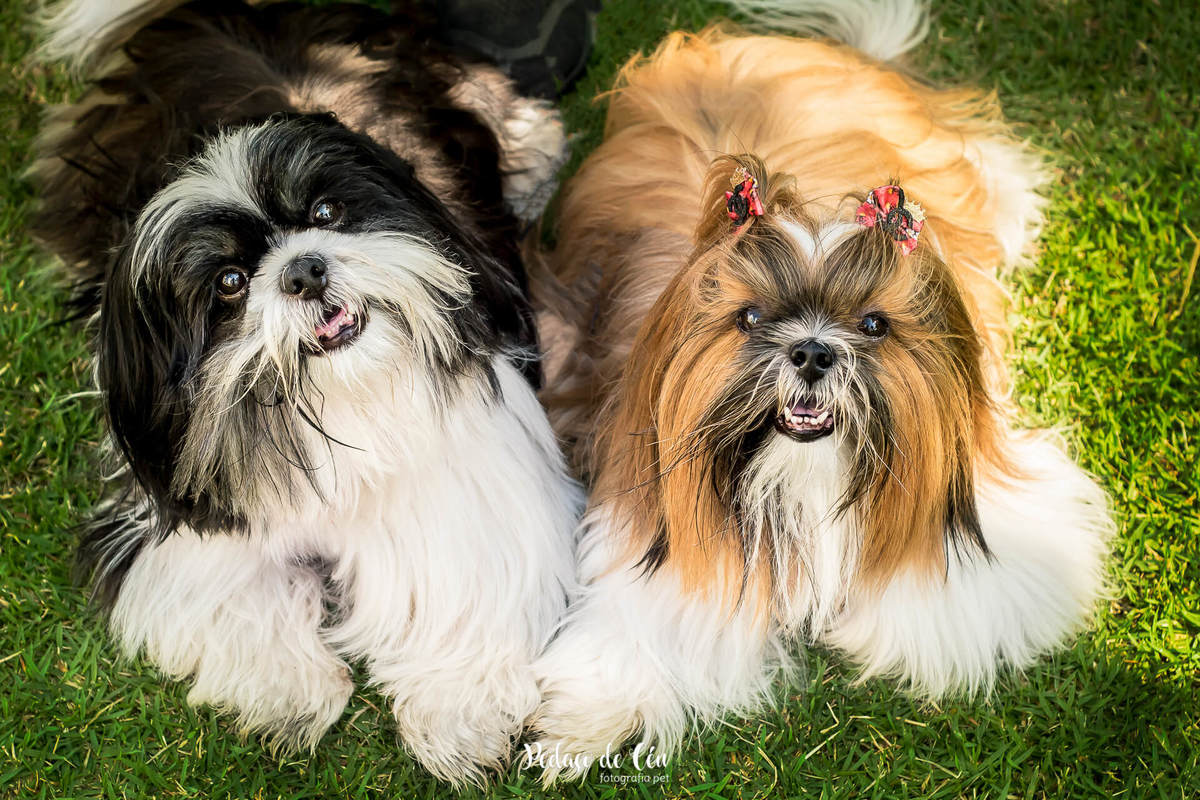 retrato pet shihtzu