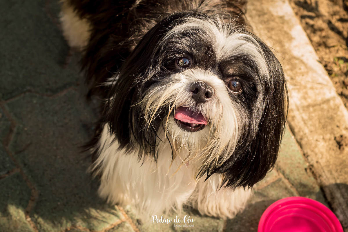 ensaio fotográfico shihtzu