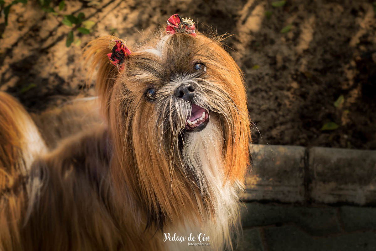 ensaio fotográfico pet shihtzu