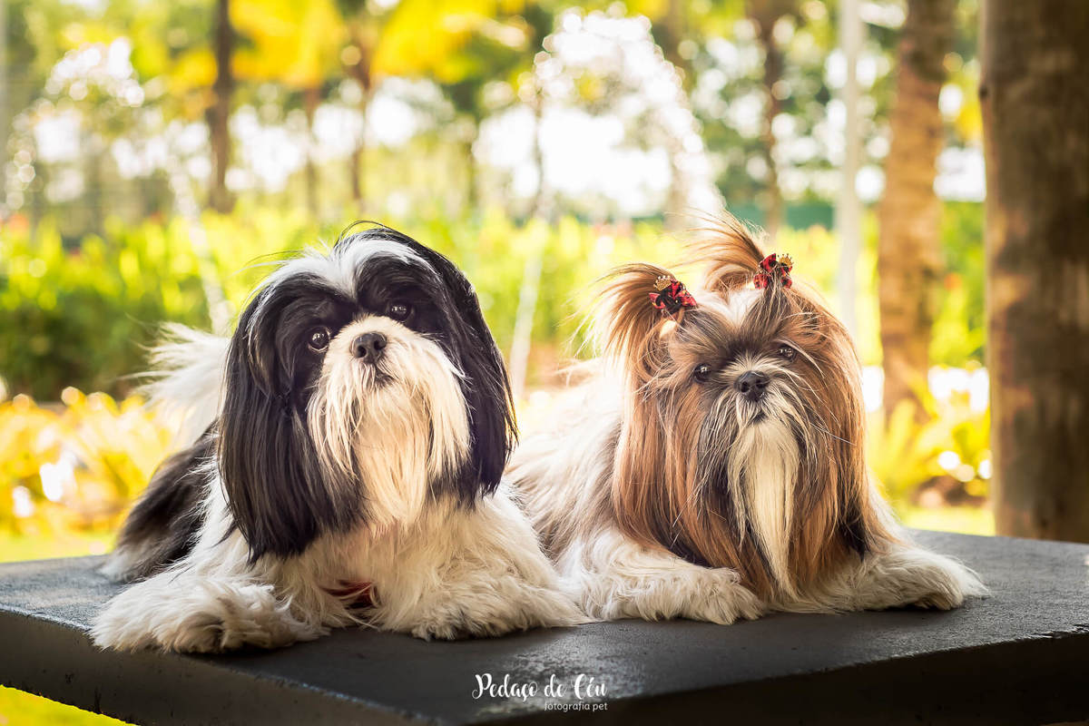 ensaio fotográfico pet