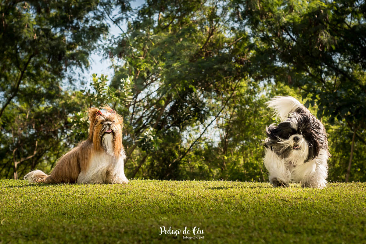 ensaio fotográfico shihtzus