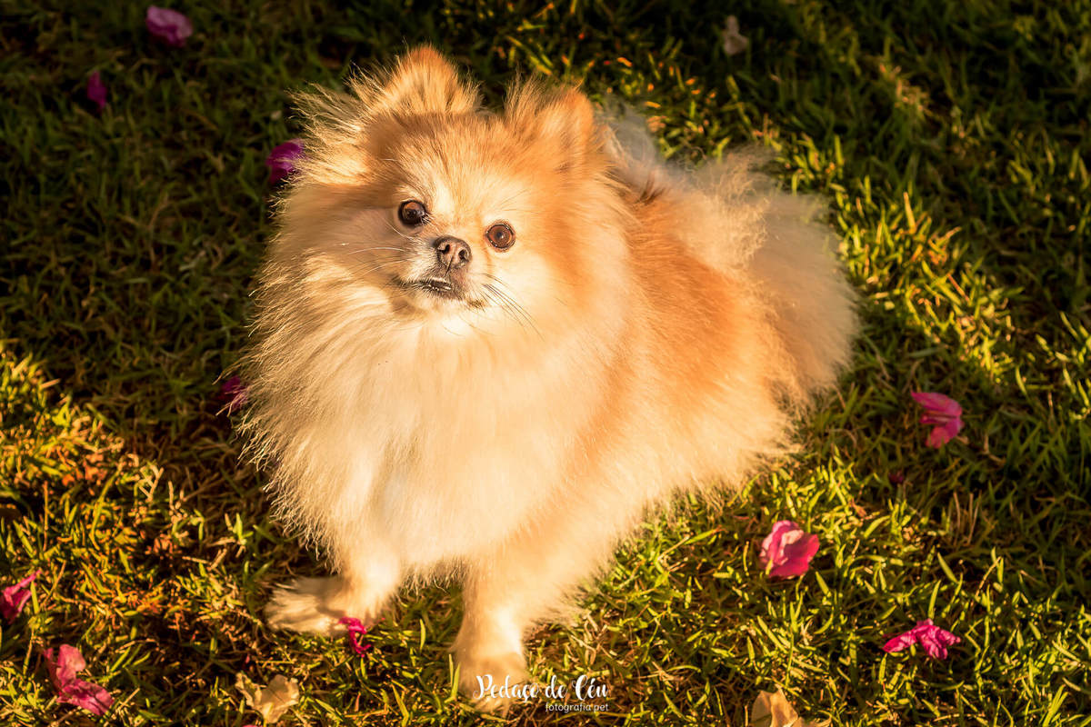 ensaio fotográfico pet spitz