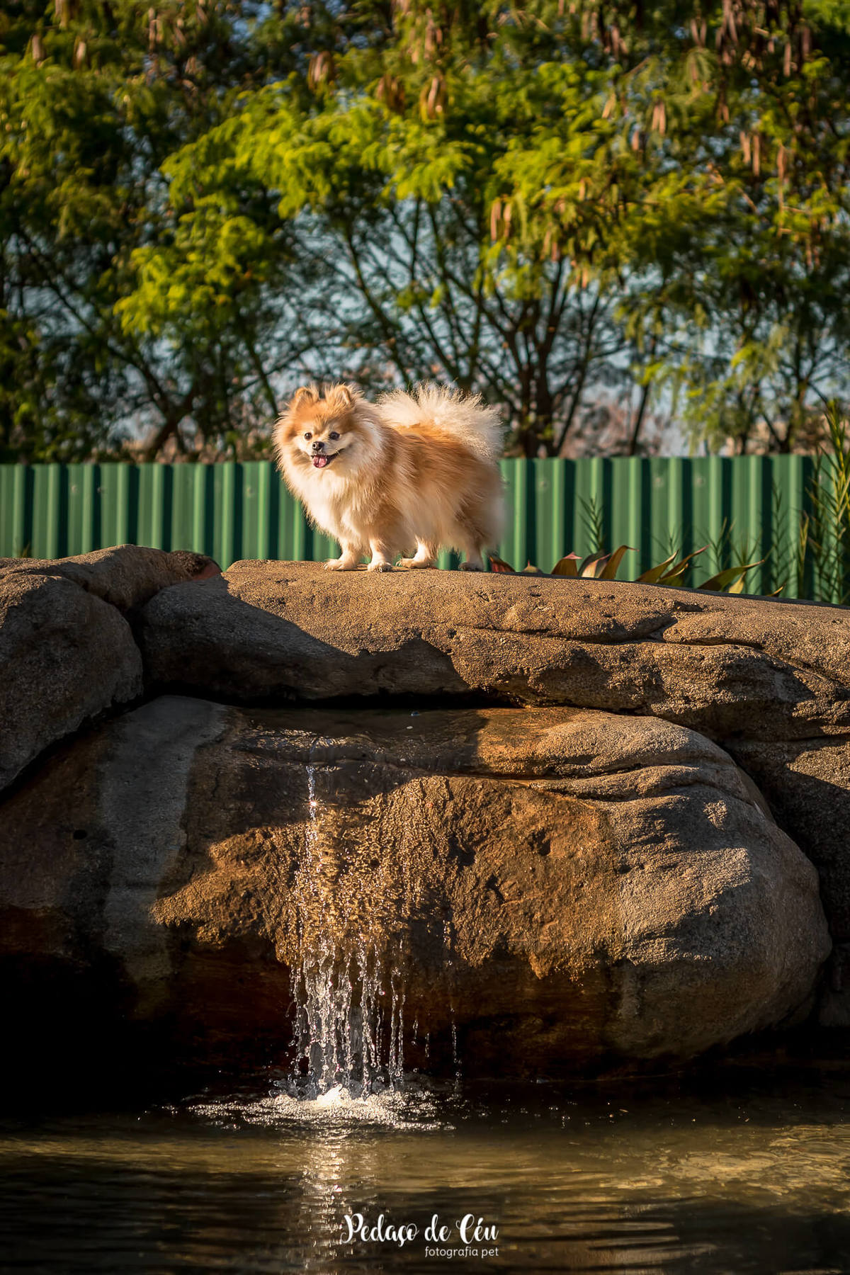 ensaio fotográfico pet spitz