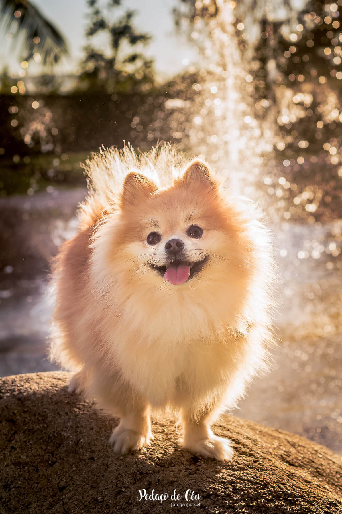 ensaio fotográfico pet spitz