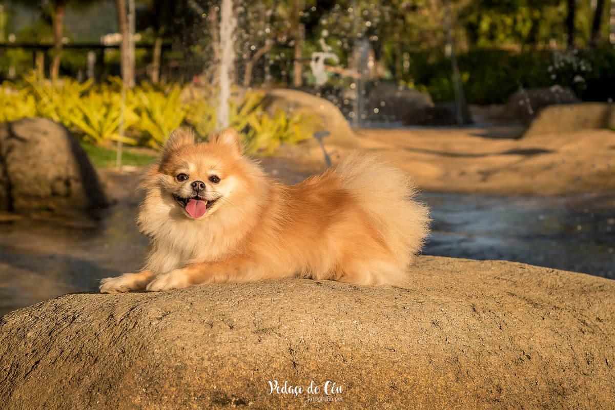 ensaio fotográfico pet spitz