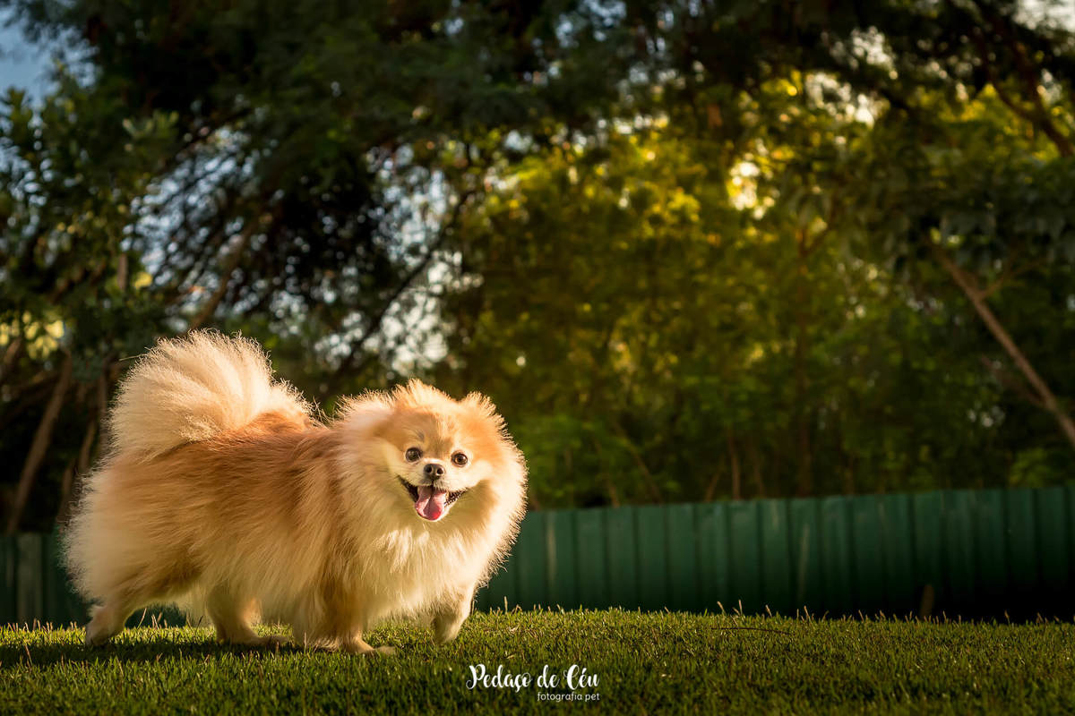 ensaio fotográfico pet spitz