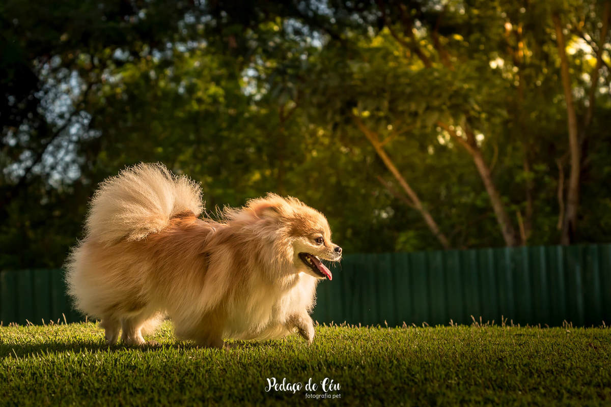 ensaio fotográfico pet spitz