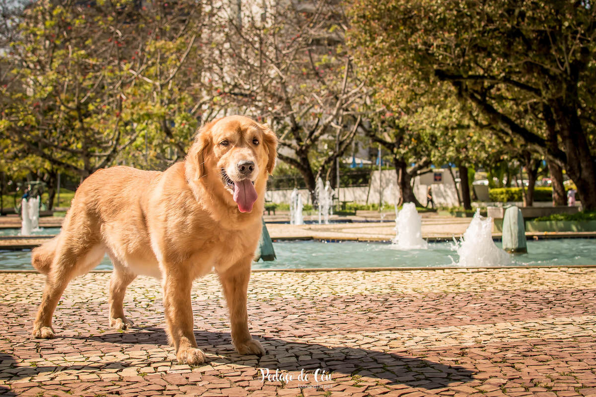 ensaio fotográfico pet golden
