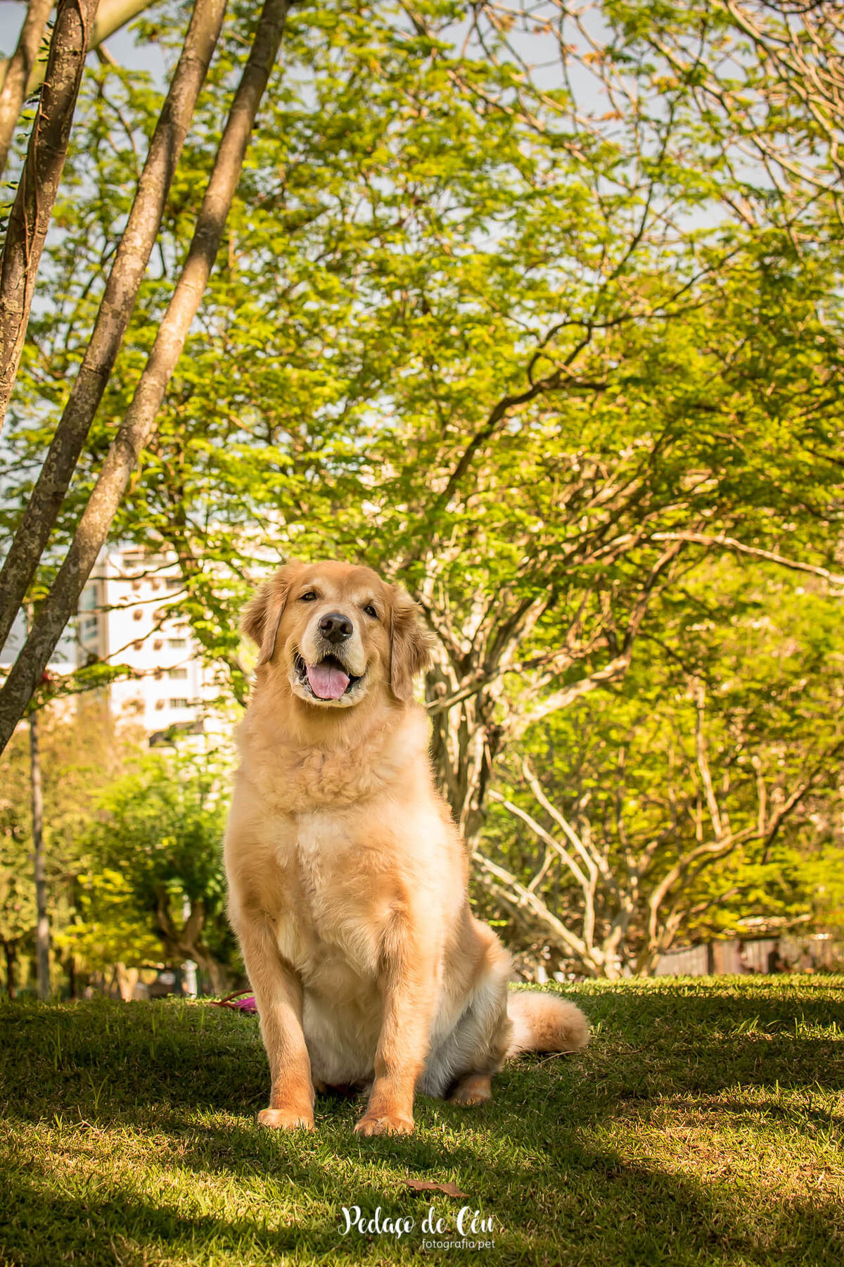 ensaio fotográfico pet golden