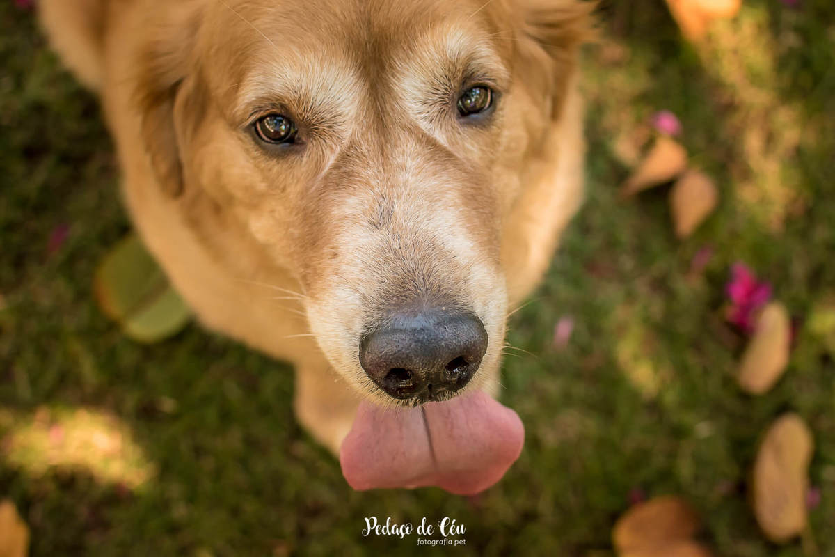 ensaio fotográfico pet golden