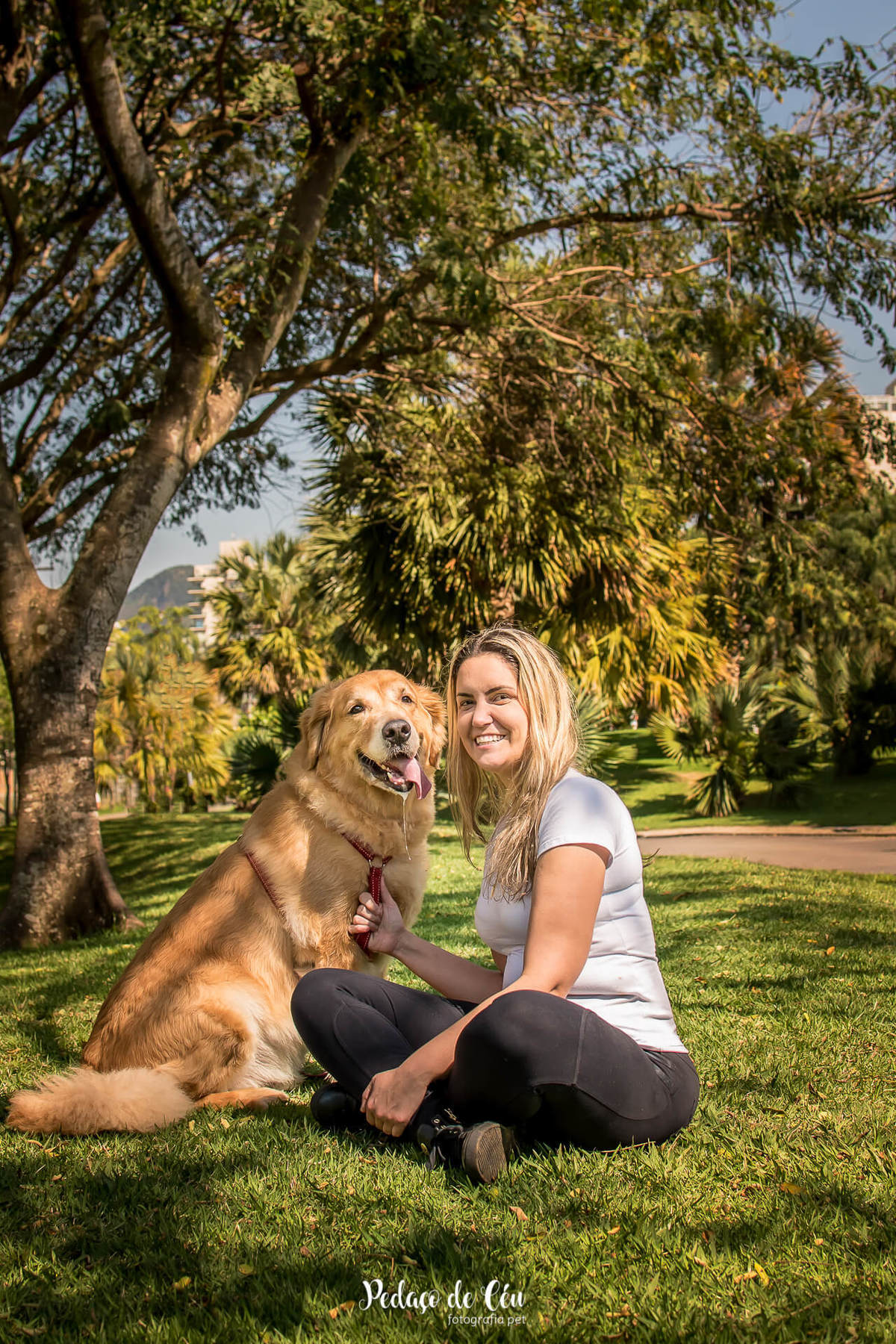 ensaio fotográfico pet golden