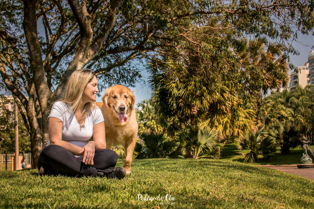 ensaio fotográfico pet golden