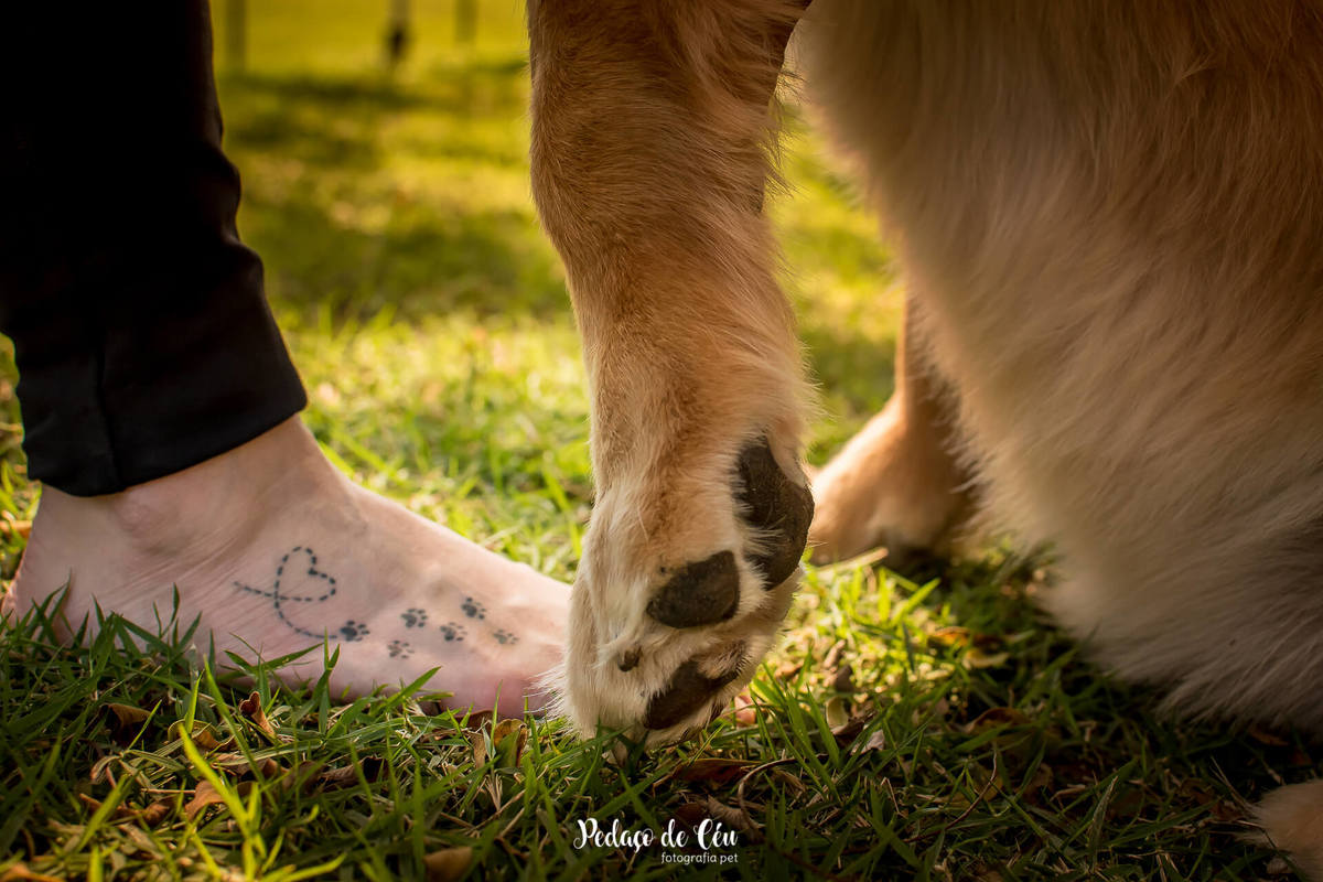 ensaio fotográfico pet golden