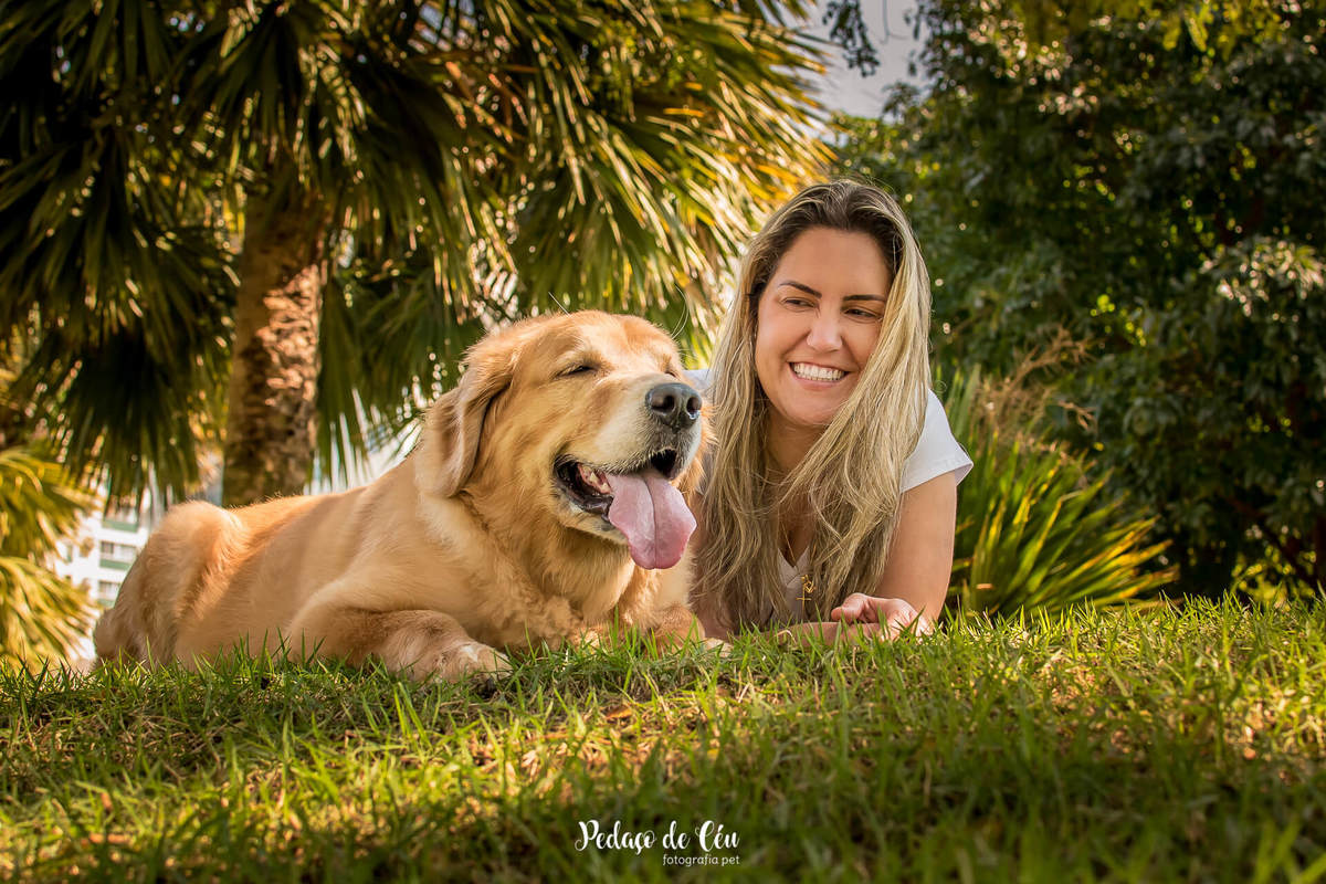 ensaio fotográfico pet golden